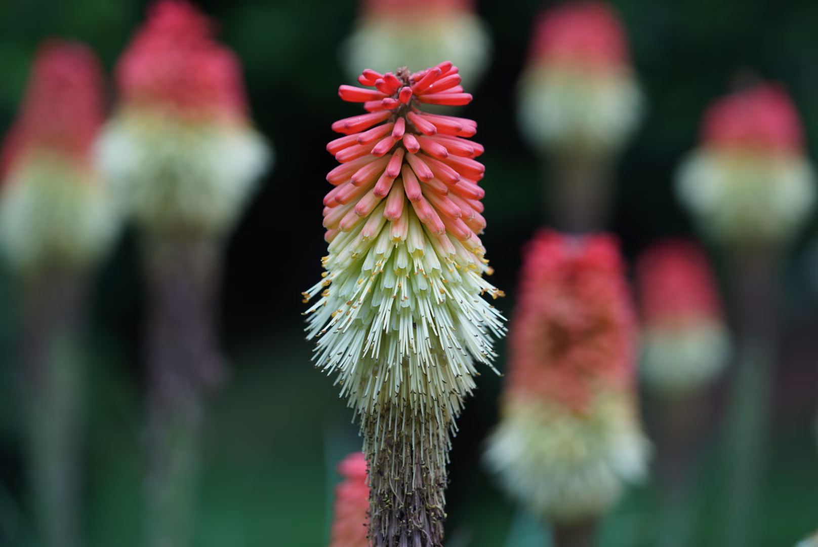 Poker plant flower